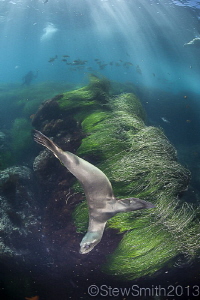 Sea Lion at Cedros by Stew Smith 